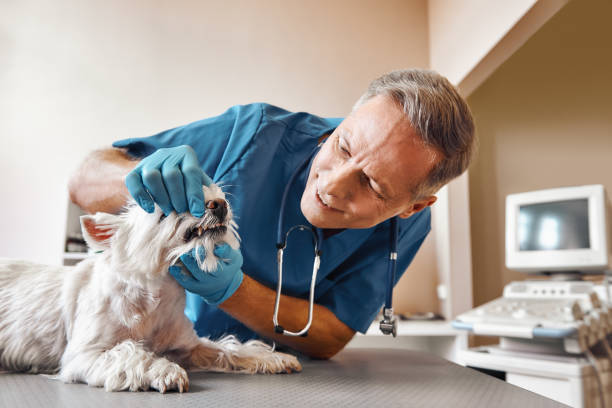 Best Emergency Dental Extractions in Ellenville, NY